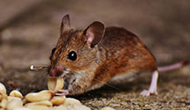 24 Hour & Emergency Exterminators in Lehigh Valley, PA